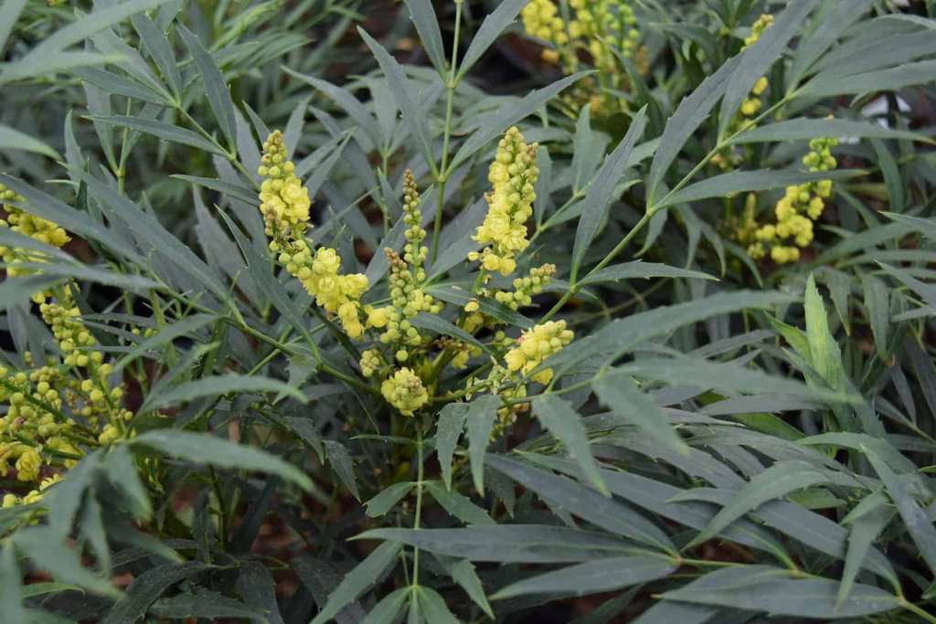 Mahonia eurybracteata 'Sweet Winter' ® 80-100 cm